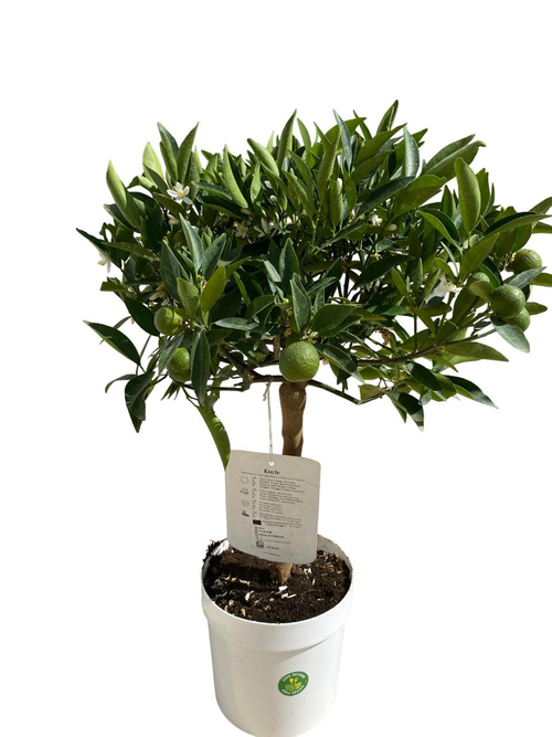 Visuel 1 du produit Kumquatine Kucle 1/4 tige coloris orange - 5 L