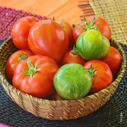 Visuel 1 du produit Tomate Variee. Le pot de 1 litre