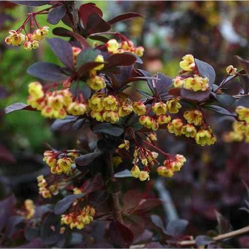 Visuel 1 du produit Berbéris (Épine-vinette) en pot de 4 L rouge