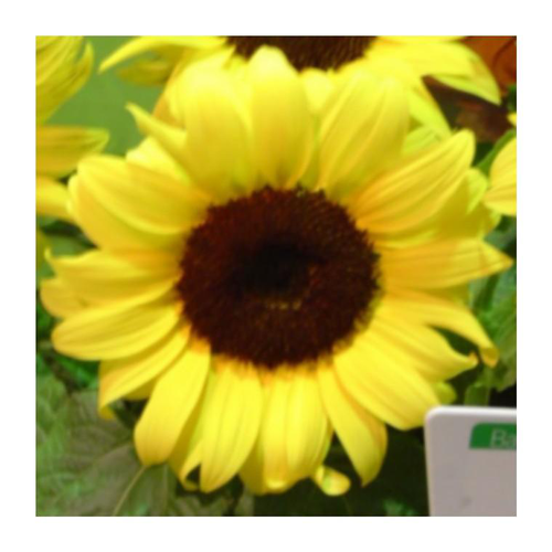 Visuel 1 du produit Tournesol Soleil - Le pot de 10.5 cm