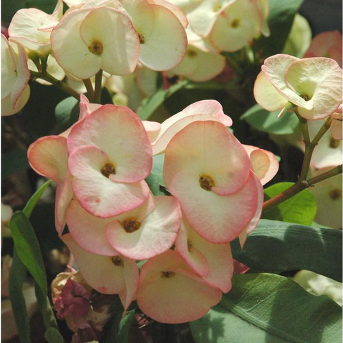 Visuel 1 du produit Euphorbe Milli - La coupe de 23 cm