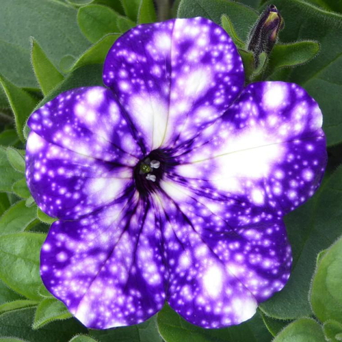 Visuel 1 du produit Jardinière nuit d'été - La jardinière de 40 cm