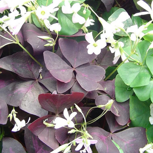 Visuel 1 du produit Oxalis rose - Le pot de Ø 13 cm