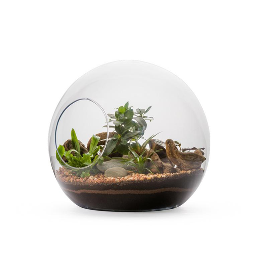 Visuel 1 du produit Terrarium Honua Ginseng en verre transparent Naturalys taille L - Ø 37 x 35 cm