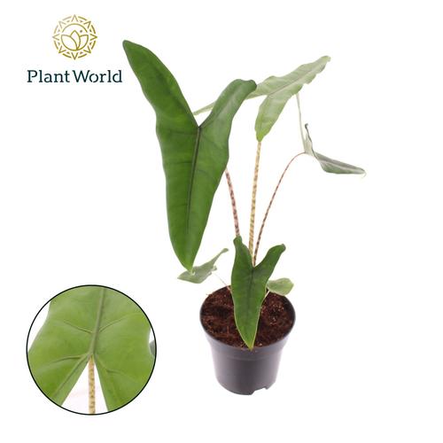 Visuel 1 du produit Alocasia Zebrina. Le pot de Ø 14 x H 45 cm