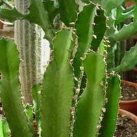 Visuel 1 du produit Euphorbia Erythrea. Le pot de Ø 24 cm