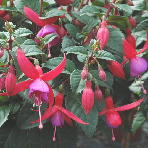 Visuel 1 du produit Fuchsia - Le pot de 10 litres