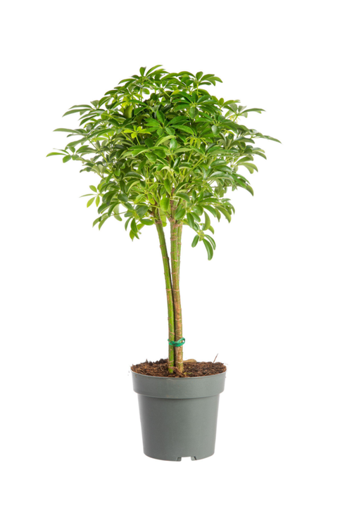 Visuel 1 du produit Schefflera Luseana avec tronc tressé vert. Le pot Ø 21 cm