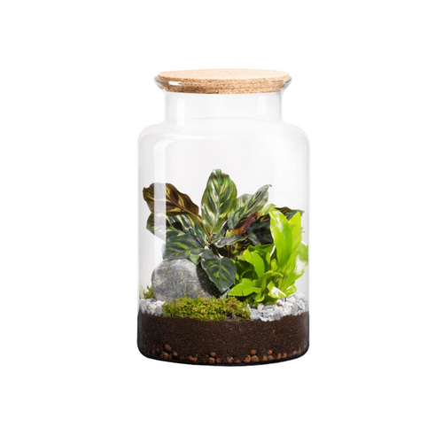 Visuel 1 du produit Terrarium autonome botanic® Jungle Classic - Taille M Ø 24 cm H 30 cm