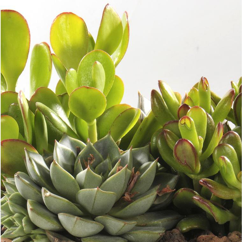 Visuel 1 du produit Thème Désert - La jardinière de 40 cm