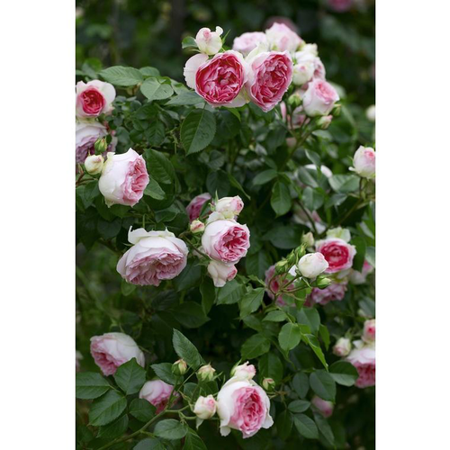 Visuel 1 du produit Rosier Mini Pierre de Ronsard® Meibigboni - C10