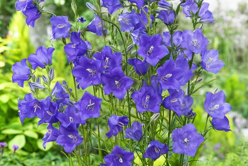Visuel 1 du produit Campanule à feuille de pêcher - Le pot de 2 litres