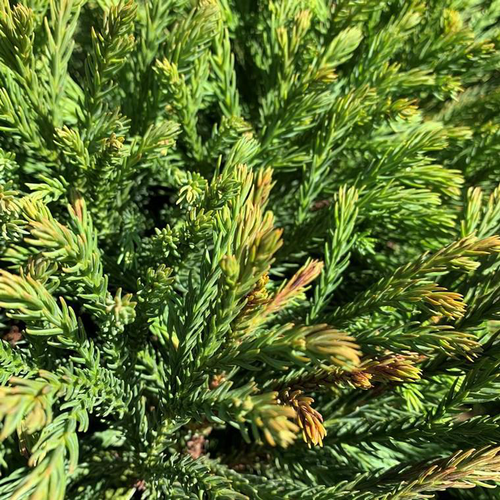 Visuel 1 du produit Cèdre du Japon Globosa Nana 20/30. Le pot de 3 litres