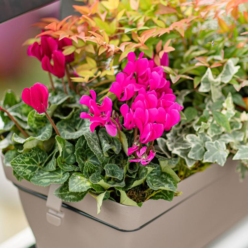 Visuel 1 du produit Mini Cyclamen + Feuillage - La jardinière de 40 cm