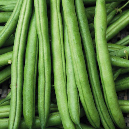 Visuel 1 du produit Haricot Nain Pongo Bio. La barquette de 3 plants