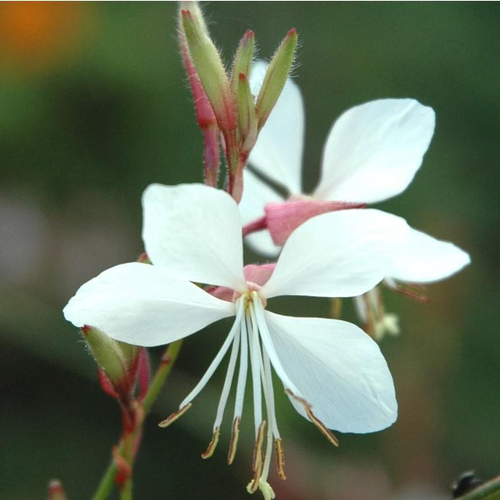 Visuel 1 du produit Gaura Lindheimeri. Le pot de 10 litres