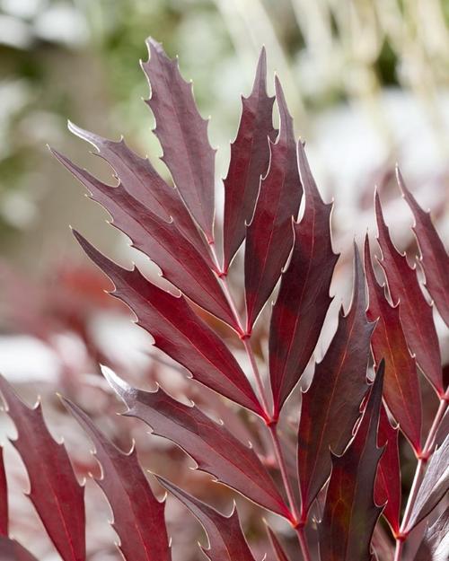 Visuel 3 du produit Mahonia eurybracteata Meteor. Le pot de 3,5 litres, forme globe