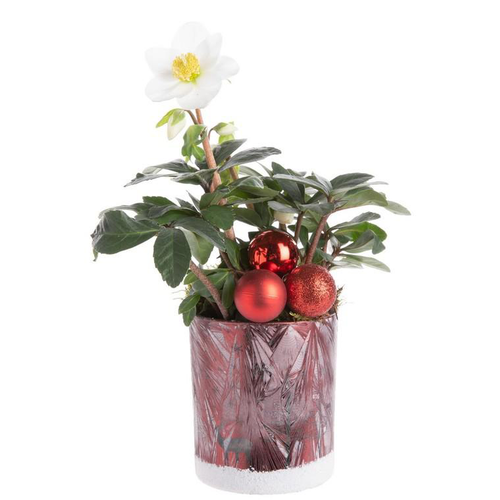 Visuel 1 du produit Composition pour Noël avec Hellébore dans verrerie rouge Sonnendrucker - 30 cm