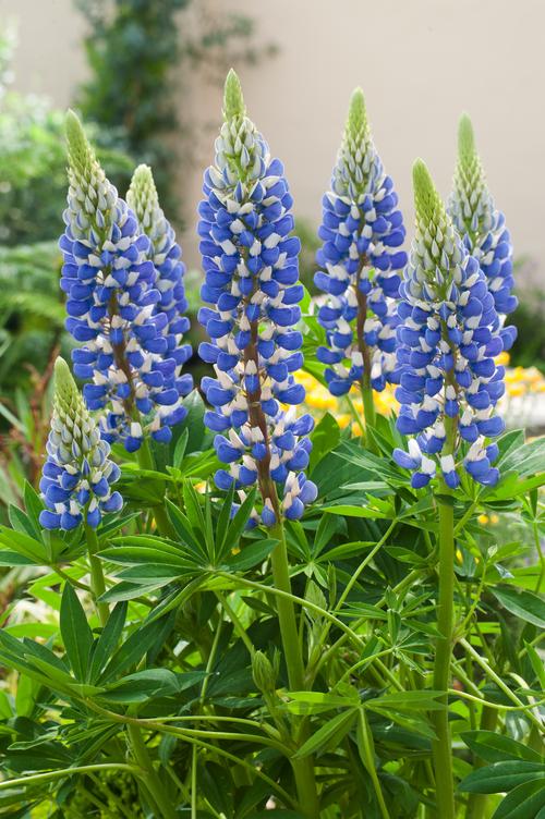 Visuel 1 du produit Lupin ‘Le Gentilhomme’ - Le pot de 2 litres