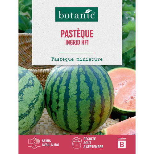 Visuel 1 du produit Graines de melon d'eau pastèque Ingrid HF1 - graines à semer