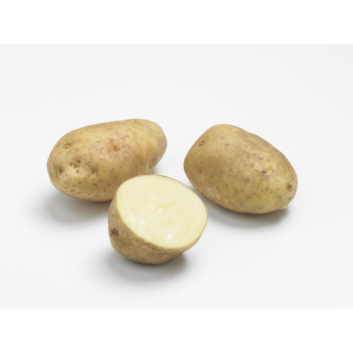 Visuel 1 du produit Pommes de terre Bintje calibre 28/35, 60 plants