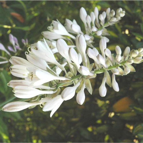 Visuel 1 du produit Hosta 'Royal Standard' - Le pot de 2 litres