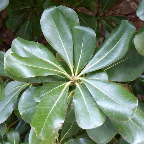 Visuel 1 du produit Pittosporum Tobira Nana - Le pot de 2,5 litres