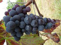 Visuel 1 du produit Vigne Venus. Le pot de 5 litres