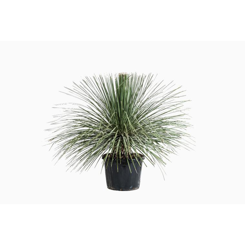 Visuel 1 du produit Dasylirion Serratifolium en pot de 80 L vert