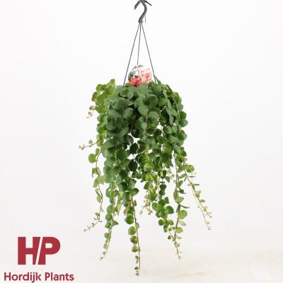 Visuel 1 du produit Aeschynanthus pink polka. La suspension de Ø 15 cm x H 40 cm