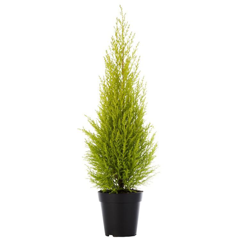 Visuel 1 du produit Cupressus Gold Crest - Le pot de 10,5 cm