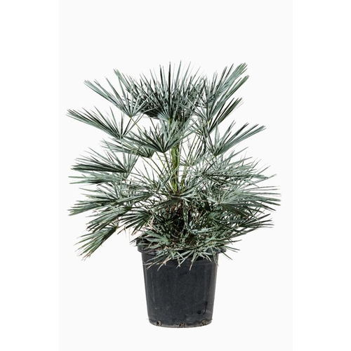 Visuel 1 du produit Chamaerops Humilis Ceracifera en pot de 12 L bleu