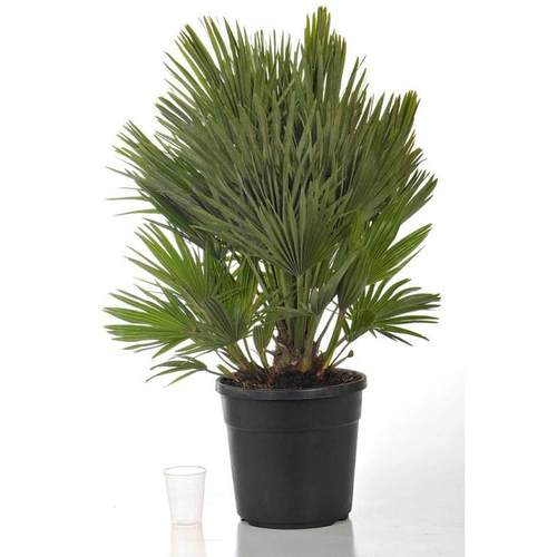 Visuel 1 du produit Chamaerops Compacta (palmier éventail) 60/70 en pot de 15 L vert