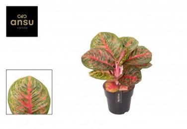 Visuel 1 du produit Aglaonema red balloon. Le pot de Ø 19 x H 50 cm
