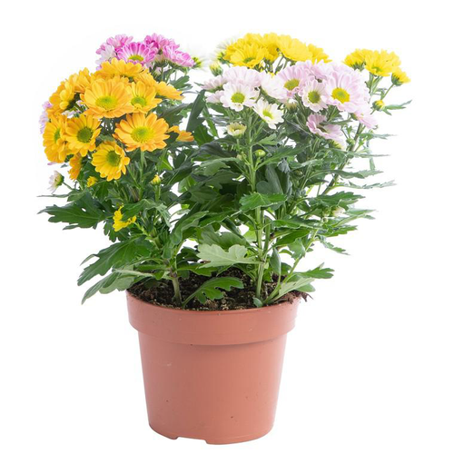 Visuel 1 du produit Mini Chrysantheme Trio - Le pot de 15 cm