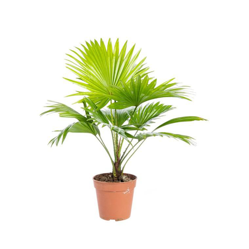 Visuel 1 du produit Livistona pot Ø14xH40 cm