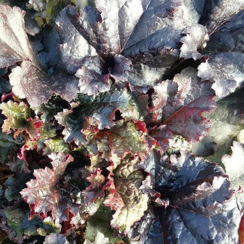 Visuel 1 du produit Heuchera 'Black Pearl'® - Le pot de 2 litres