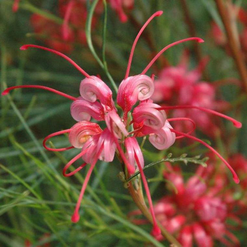 Visuel 1 du produit Grevillea Johnsonii rose. Le pot de 15 litres