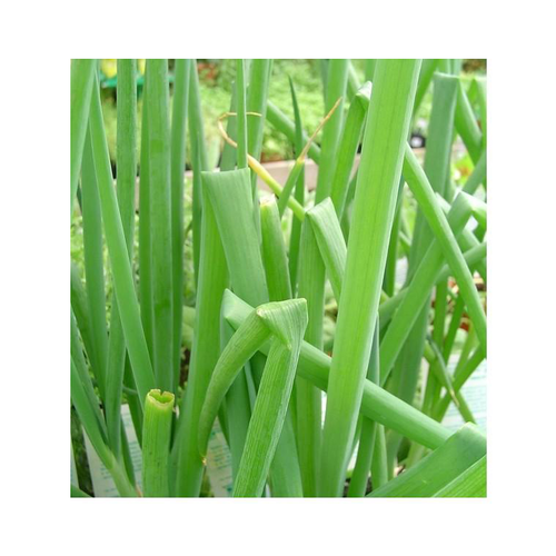 Visuel 1 du produit Oignon Rocambole Bio. Le pot de 1 litre