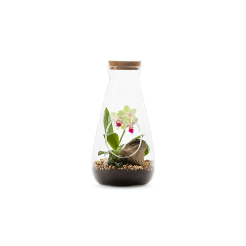 Visuel 1 du produit Terrarium Labo avec une orchidée taille M, en verre avec bouchon. Le terrarium Ø 12 cm