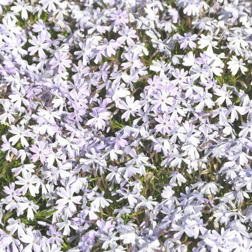 Visuel 1 du produit Phlox nain emerald cushion bleu en pot de 2 L