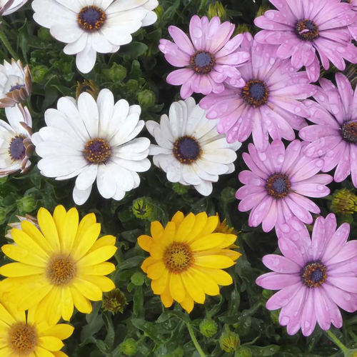 Visuel 1 du produit Osteospermum Trixie - Le pot de 3 litres