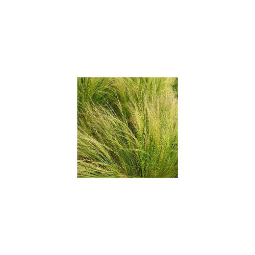 Visuel 1 du produit Stipa cheveux d'anges - Le pot de 10,5 cm