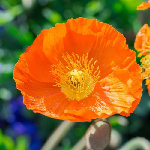 Visuel 1 du produit Pavot d’Islande orange - Le pot de 2 litres