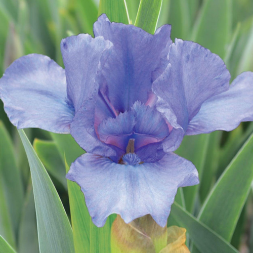 Visuel 1 du produit Iris des jardins Rain Dance - Le pot de 1 litre