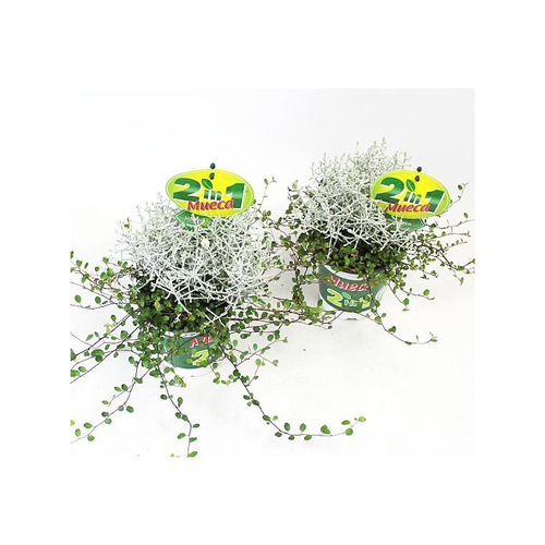 Visuel 1 du produit Muehlenbeckia et Calocephalus - Le pot de 12 cm