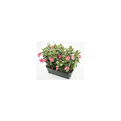 Visuel 1 du produit Dipladénia buisson coloris variés. La jardinière de 50 cm