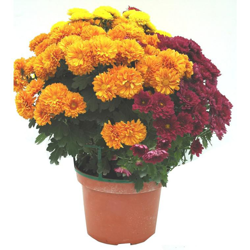 Visuel 1 du produit Chrysanthème multifleurs - Le pot de 32 x 32 xm