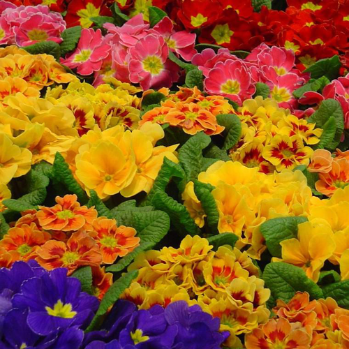 Visuel 1 du produit Primevère des jardins - Le pot de 1 litre