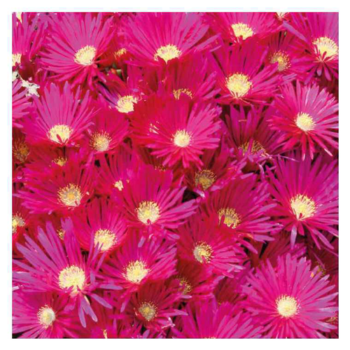 Visuel 1 du produit Ficoïde orange ou Lampranthe à fleurs multicolores - Le pot Ø 15 cm